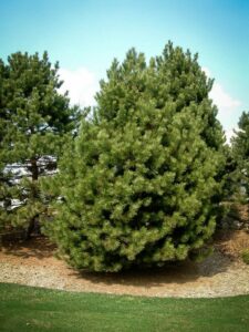 Сосна Чёрная (Pinus Nigra) купить по цене от 270.00р. в интернет-магазине «Посадика» с доставкой почтой в в Стерлитамаке и по всей России – [изображение №1].