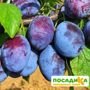 Слива Чачакская ранняя купить по цене от 229.00р. в интернет-магазине «Посадика» с доставкой почтой в в Стерлитамаке и по всей России – [изображение №1].