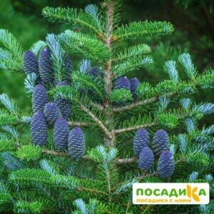 Пихта корейская (Abies koreana) купить по цене от 450.00р. в интернет-магазине «Посадика» с доставкой почтой в в Стерлитамаке и по всей России – [изображение №1].