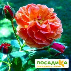 Роза Арабия купить по цене от 350.00р. в интернет-магазине «Посадика» с доставкой почтой в в Стерлитамаке и по всей России – [изображение №1].