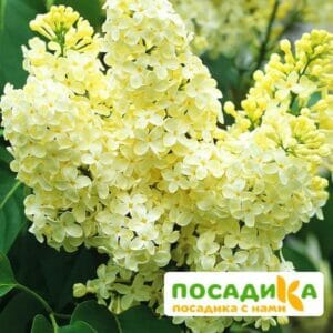 Сирень Примроуз (Primrose) купить по цене от 529.00р. в интернет-магазине «Посадика» с доставкой почтой в в Стерлитамаке и по всей России – [изображение №1].