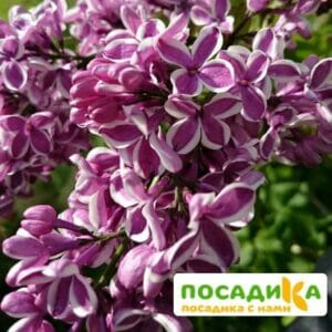 Сирень Сенсация купить по цене от 529.00р. в интернет-магазине «Посадика» с доставкой почтой в в Стерлитамаке и по всей России – [изображение №1].