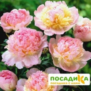 Пион Распберри Сандей (Paeonia Raspberry Sundae) купить по цене от 959р. в интернет-магазине «Посадика» с доставкой почтой в в Стерлитамаке и по всей России – [изображение №1].