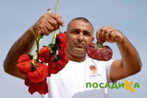 Клубника Гигант Джорнея купить по цене от 266р. в интернет-магазине «Посадика» с доставкой почтой в в Стерлитамаке и по всей России – [изображение №1].