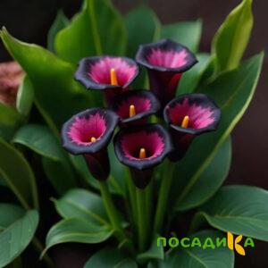 Калла Аура Лейс купить по цене от 400р. в интернет-магазине «Посадика» с доставкой почтой в в Стерлитамаке и по всей России – [изображение №1].