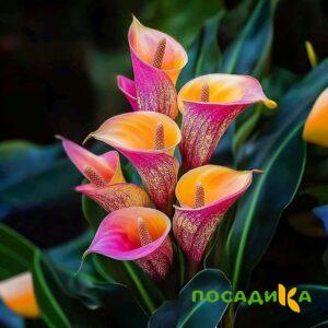 Калла Оникс купить по цене от 450р. в интернет-магазине «Посадика» с доставкой почтой в в Стерлитамаке и по всей России – [изображение №1].