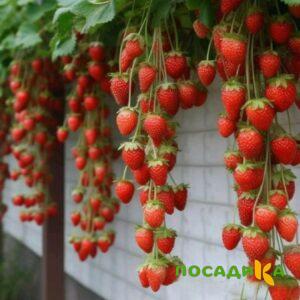 Клубника вьющаяся Комплимент купить по цене от 470р. в интернет-магазине «Посадика» с доставкой почтой в в Стерлитамаке и по всей России – [изображение №1].
