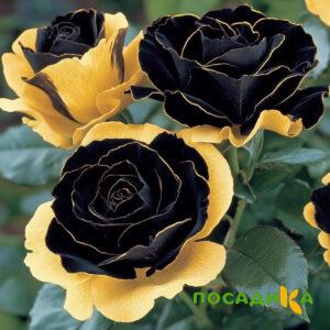 Роза Ханни Сикл купить по цене от 700р. в интернет-магазине «Посадика» с доставкой почтой в в Стерлитамаке и по всей России – [изображение №1].