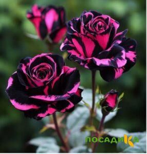 Роза Багровый Шепот купить по цене от 366р. в интернет-магазине «Посадика» с доставкой почтой в в Стерлитамаке и по всей России – [изображение №1].