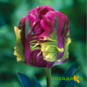 Тюльпан Экзотик Хэвен купить по цене от 186р. в интернет-магазине «Посадика» с доставкой почтой в в Стерлитамаке и по всей России – [изображение №1].